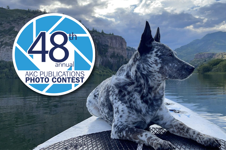 Concurso de fotografía AKC 2026