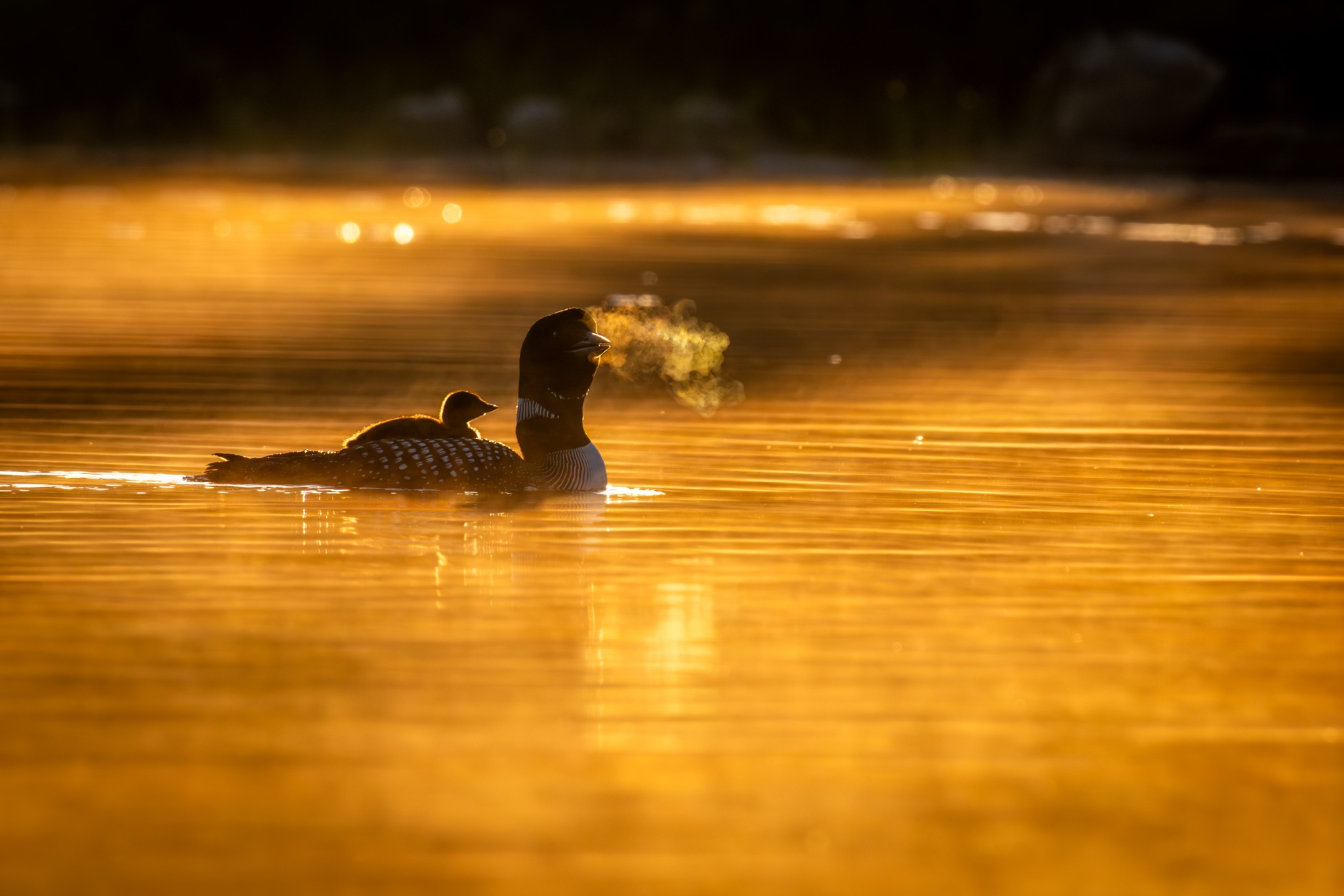 RAW Photography Awards 2026